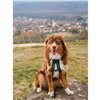 Dog Harness Olympia S