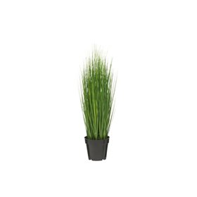 4Living Onion Grass 76 cm
