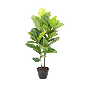Green plant FIDDLE LEAF H190cm