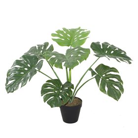 Green plant MONSTERA H60cm