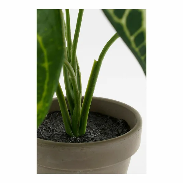 Декоративное растение Mica Decorations Caladium Ø 21 x 28 cm Искусственная