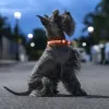 LED Collar for Pets Petlux InnovaGoods