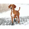 Туфли Trixie 19463 Чёрный M