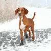 Туфли Trixie 19463 Чёрный M