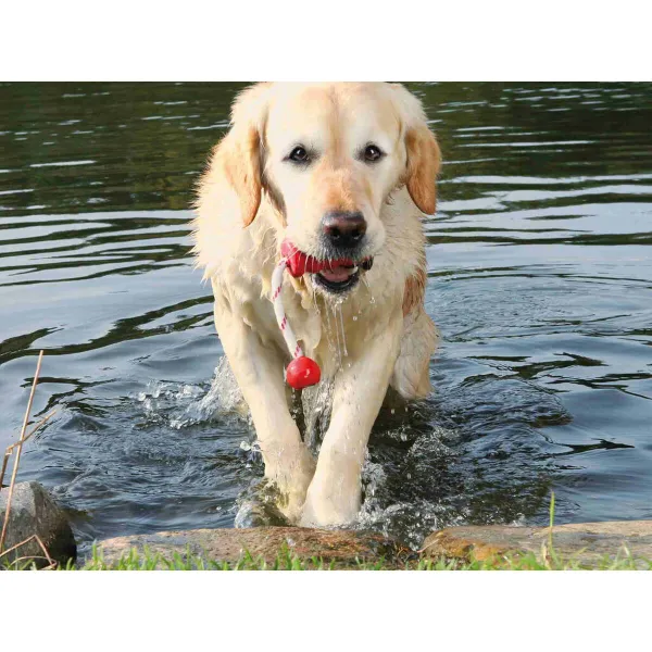 Dog toy Trixie Natural rubber 22 cm