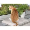 Koiran peti Trixie Vaaleanharmaa 51 × 36 cm