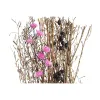 Kimppu DKD Home Decor Pinkki Ruskea Valkoinen Kuivakukka (2 osaa) (30 x 30 x 65 cm)