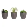 Dekoratyvinis augalas DKD Home Decor Pilka Rusvai gelsva Polietilenas Žalia polipropileno (11 x 11 x 15 cm) (3 vnt.)
