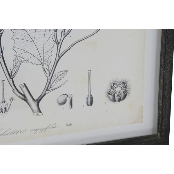 Картина DKD Home Decor современный Ботанические растения 45 x 2,5 x 60 cm (4 штук)