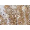 Полотно Home ESPRIT Полотно Деревянный MDF 80 x 3 x 80 cm