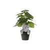 Dekoratyvinė figūrėlė Home ESPRIT Ruda Juoda Pilka 8 x 8 x 10 cm (4 vnt.)