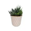 Dekoratīvs Augs Versa Keramika Plastmasa Fusion Sukulents 7,8 X 14 X 7,8 CM