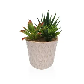 Dekoratīvs Augs Versa Keramika Plastmasa Fusion Sukulents 7,8 X 14 X 7,8 CM