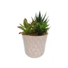 Dekoratīvs Augs Versa Keramika Plastmasa Fusion Sukulents 7,8 X 14 X 7,8 CM