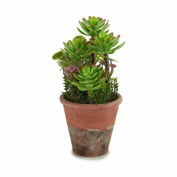Dekoratīvs Augs Ibergarden Plastmasa Sukulents 16 x 23 x 16 cm (12 gb.)