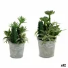 Dekoratyvinis augalas Ibergarden Plastmasinis Cementas 15 x 24 x 15 cm (12 vnt.)