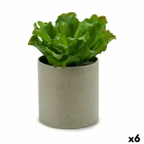 Dekoratīvs Augs Ibergarden 20 x 25 x 20 cm (6 gb.)
