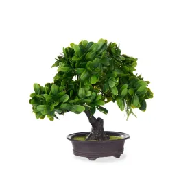 Dekoratīvs Augs Ibergarden Plastmasa Banzai 27 x 28 x 14 cm (8 gb.)
