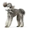 Dog toy Hunter Skagen Grey Seal