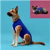 Recovery Vest for Pets KVP Blue 25-29 cm