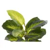 Decorative Plant DKD Home Decor PVC polypropylene 25 x 25 x 30 cm