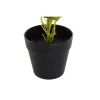 Decorative Plant DKD Home Decor PVC polypropylene 25 x 25 x 30 cm