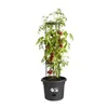 Plant pot Elho Basics Tomato Black (Ø 33 cm)