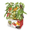 Cultivation Set Batlle Fresh Tomatoes 30 x 19,5 x 16,2 cm