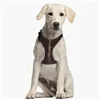 Dog Harness Star Wars Brown