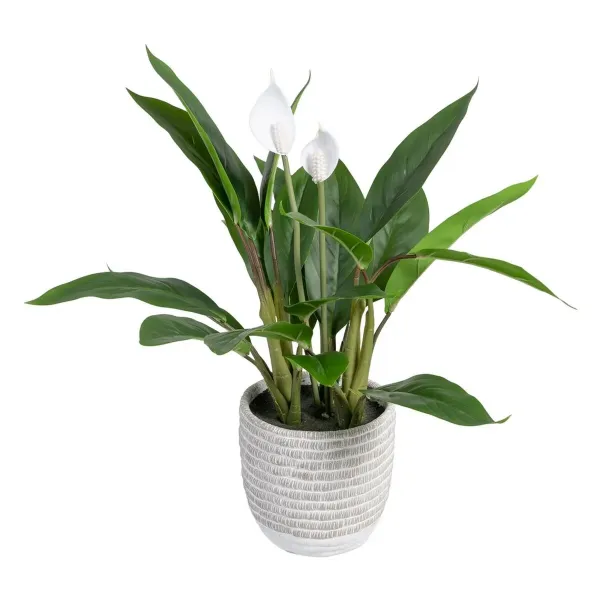 Decorative Plant 40 x 41 x 48 cm Green PVC