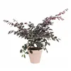 Plant pot Elho   Red Ø 30 cm