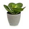 Decorative Plant 18 x 18,5 x 18 cm Grey Green Plastic (6 Units)