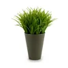 Decorative Plant Plastic 11 x 18 x 11 cm Green Grey (12 Units)