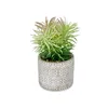 Decorative Plant Succulent Wood Plastic 12 x 22 x 12 cm (8 Units)