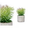 Decorative Plant Succulent Wood Plastic 12 x 22 x 12 cm (8 Units)