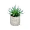 Decorative Plant Succulent Wood Plastic 17 x 21 x 17 cm (8 Units)