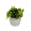 Decorative Plant Flowers Plastic 20 x 20,5 x 20 cm (8 Units)