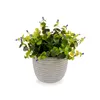 Decorative Plant Flowers Plastic 21 x 20,6 x 21 cm (8 Units)