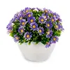 Decorative Plant Marguerite Plastic 14 x 13 x 14 cm (12 Units)