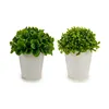 Decorative Plant Plastic 13 x 17 x 13 cm (12 Units)