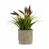 Decorative Plant Ear (of wheat) Plastic 12 x 30 x 12 cm (8 Units)