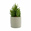 Decorative Plant Succulent Plastic 12 x 24 x 12 cm (6 Units)