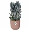 Plant pot Elho Pink Plastic Circular Modern Ø 25 cm