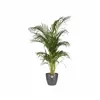 Plant pot Elho 5642322542500 Anthracite polypropylene Plastic Circular