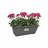 Plant pot Elho barcelona xl allin1 55cm Black Anthracite polypropylene Plastic Rectangular 33,5 x 54,5 x 23 cm