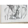 Painting DKD Home Decor Modern Botanical plants 30 x 2 x 40 cm (4 Units)