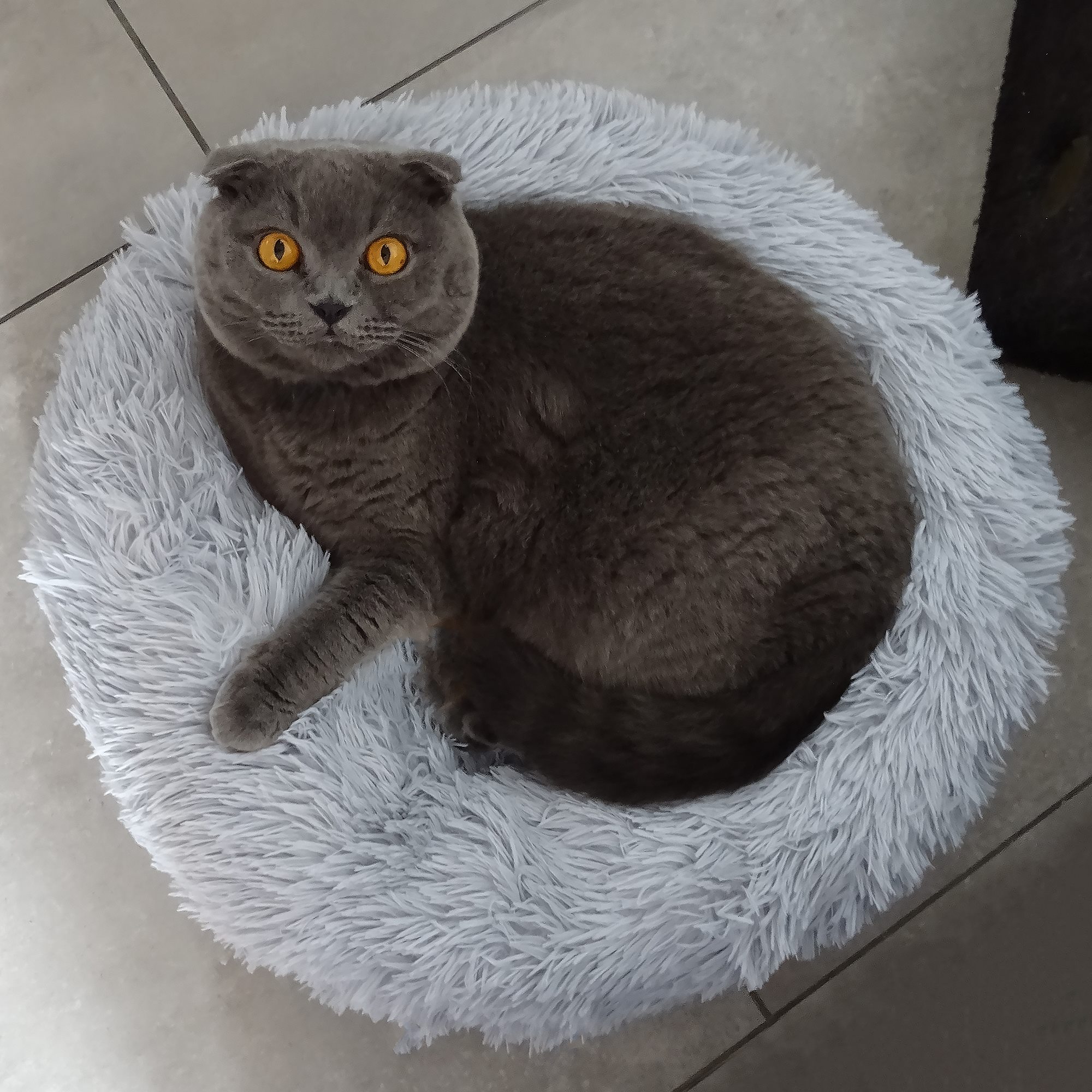 Koera voodi Springos PA0128 110 cm | Osta veebist — Megaluks