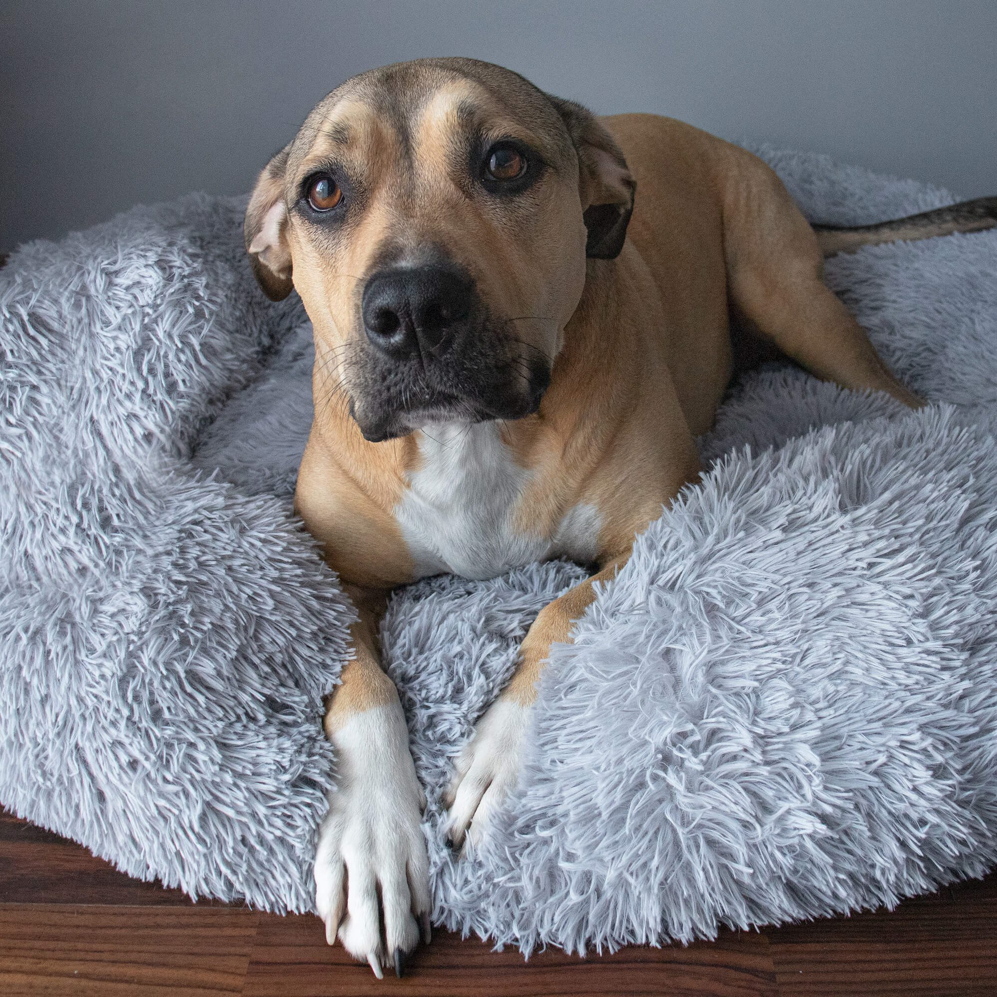 Dog or cat bed Springos PA0122 50 cm