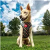 Dog Harness Marvel M/L Red