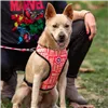 Dog Harness Marvel M/L Red